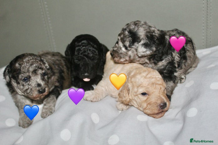 Cockapoo dogs - Advert 4