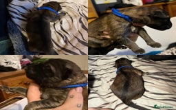 German Shepherd dogs for sale: Beautiful chunky German Shepherd Pups - Image 6