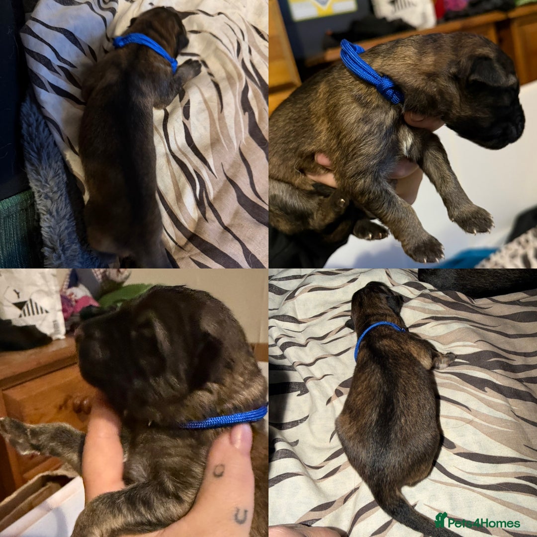 German Shepherd dogs for sale: Beautiful chunky German Shepherd Pups - Image 6