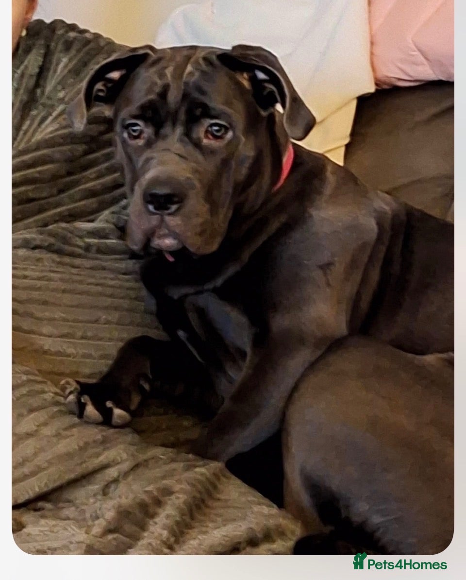 Mixed Breed dogs American cors - Advert 3