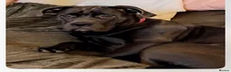 Mixed Breed dogs for sale: American cors in Fleetwood - Advert 1
