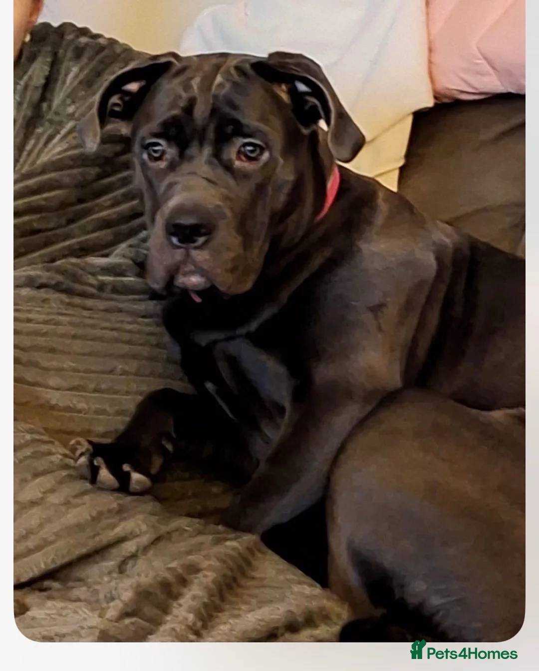Mixed Breed dogs for sale: American cors in Fleetwood - Advert 1