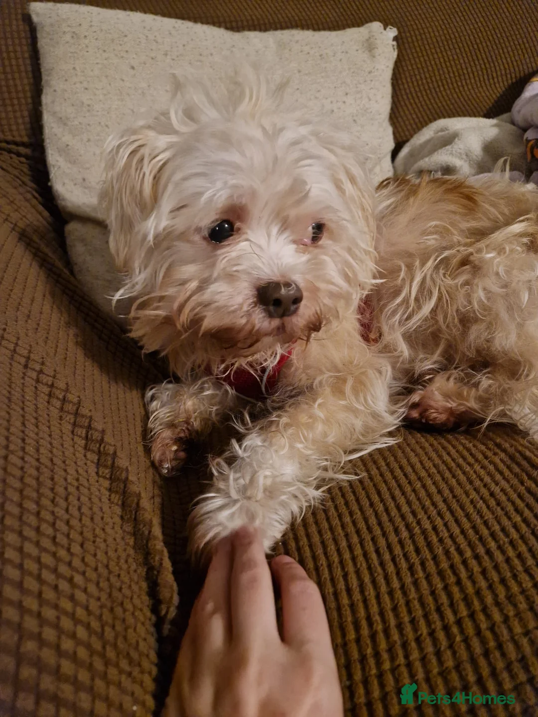 Mixed Breed dogs for adoption: BONDED:💙ALFIE 10yo Shih Tzu❤️MUFFIN 6yo Cockapoo - Advert 2