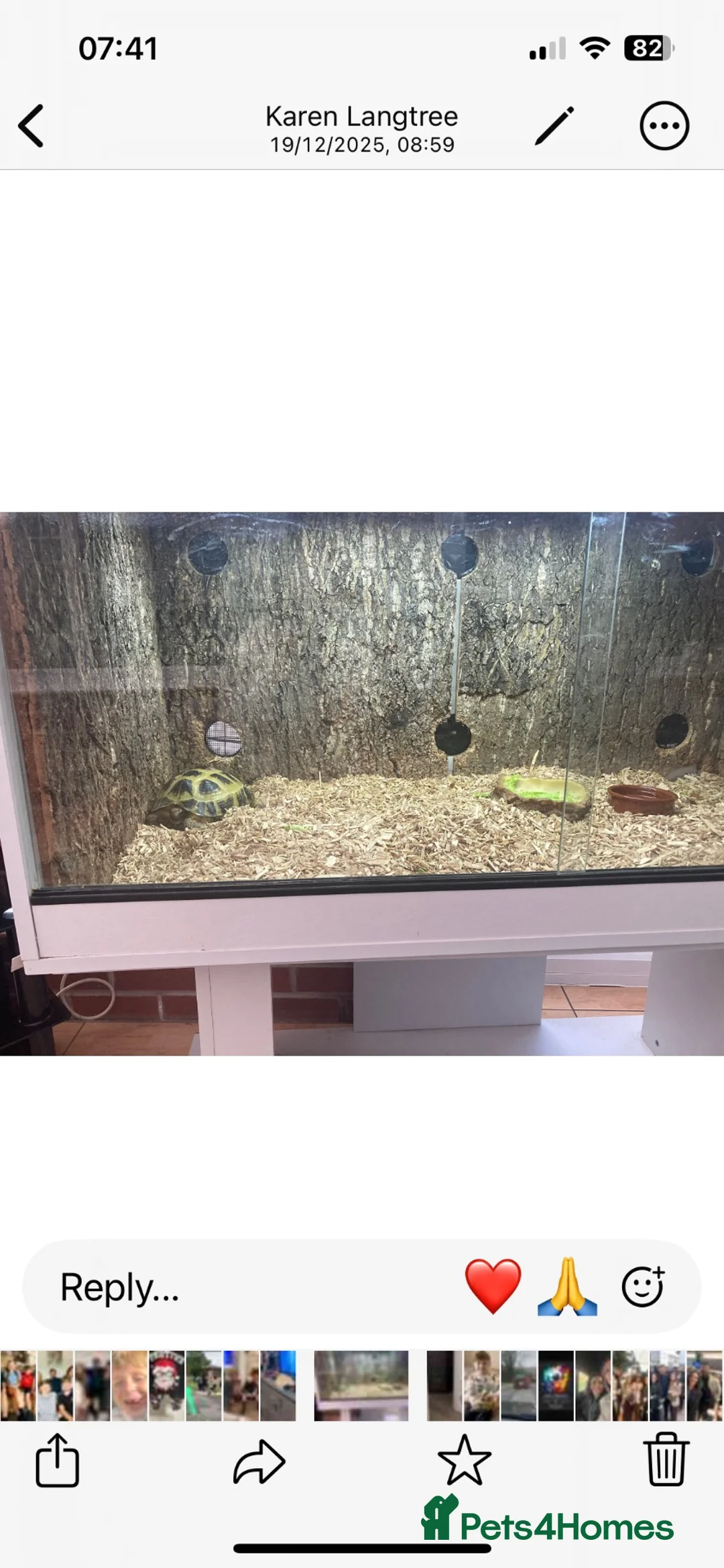 Hermann Tortoise reptiles for sale: 5 Yr old Tortoise and Tank in Chorley - Advert 2
