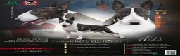 English Bull Terrier dogs for sale: UK Champion Bloodline Puppies Waiting List Open - Advert 15