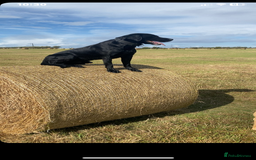 Labrador Retriever dogs for stud: Black Labrador retriever for stud - Image 3
