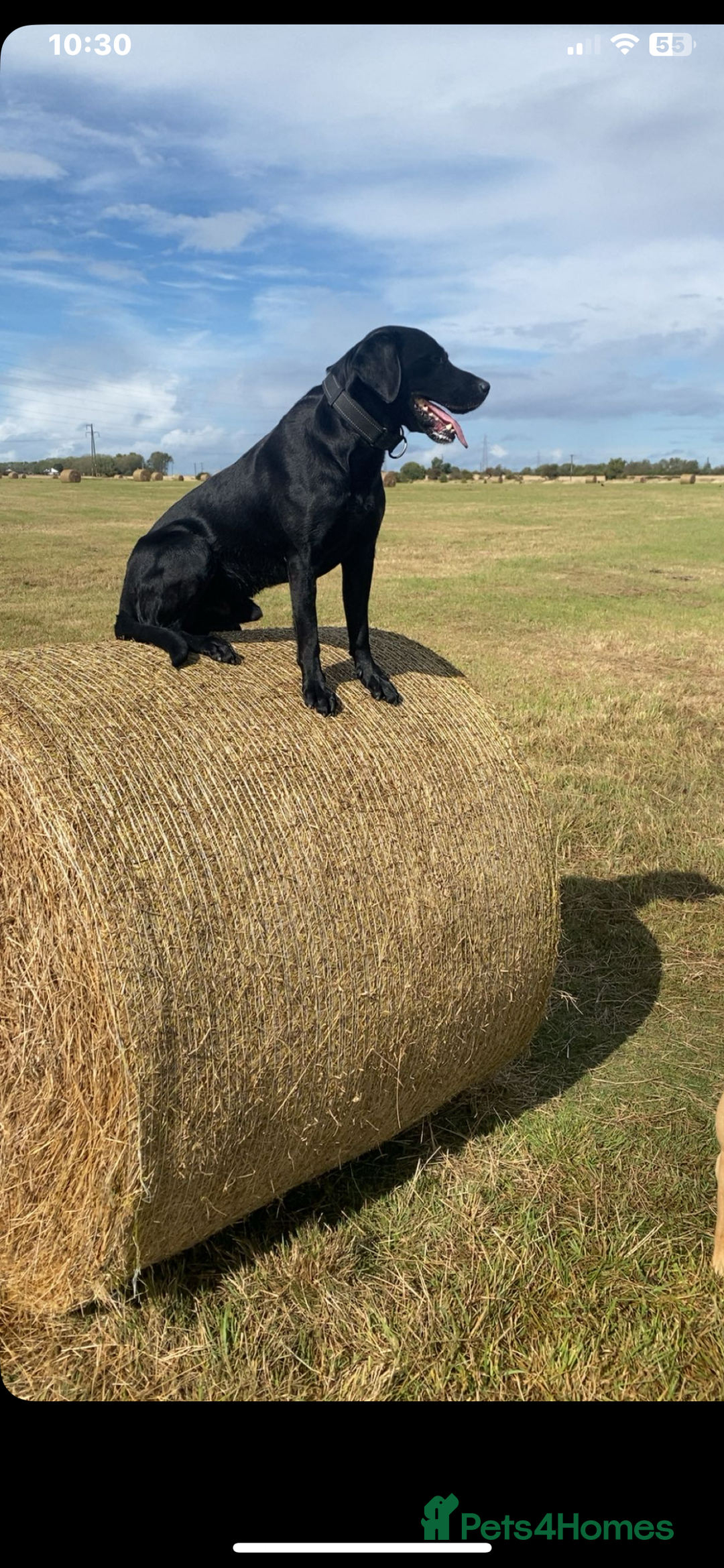 Labrador Retriever dogs for stud: Black Labrador retriever for stud - Image 3