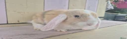 Mini Lop rabbits for sale: 🩷READY NOW- MINI LOP BABIES AVAILABLE 💙 - Advert 9