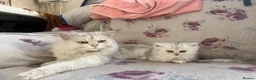 Persian cats for sale: Persian kittens  - Advert 9
