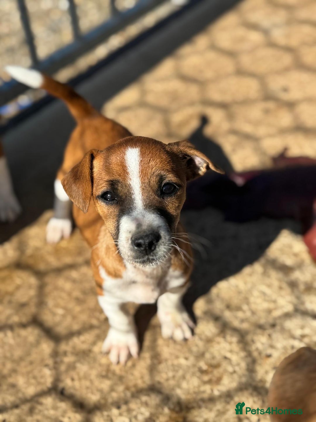 Jack Russell dogs for sale: Jack Russell’s - Image 7