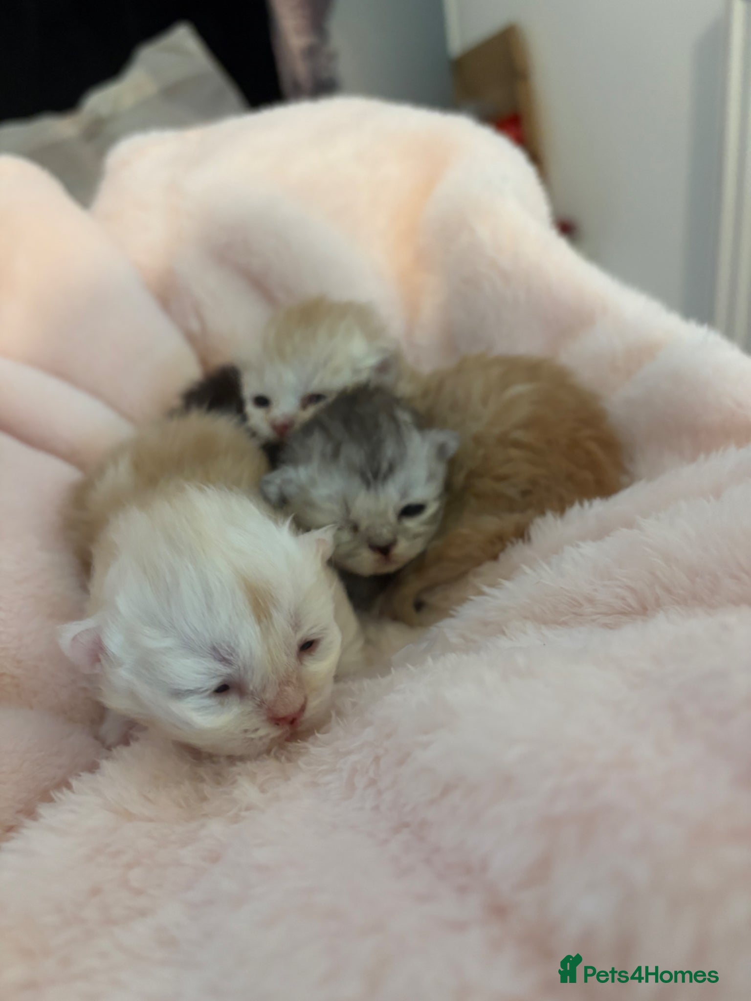 Munchkin cats Two stunning red silver male munchkins  - Advert 1