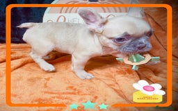 French Bulldog dogs for sale: Hello Pumpkin KC Frenchie Bulldogs A* Ready Soon! - Image 15