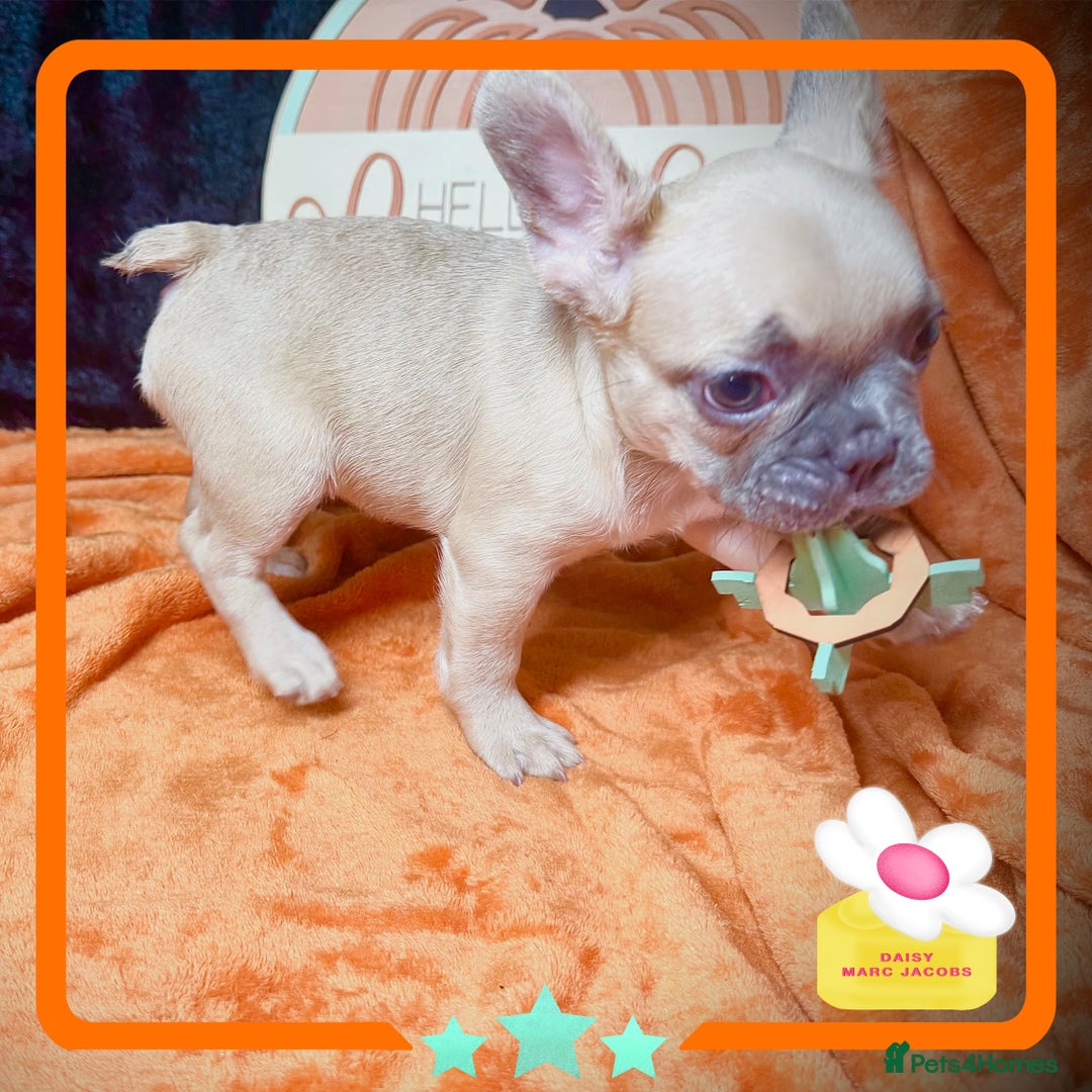 French Bulldog dogs for sale: Hello Pumpkin KC Frenchie Bulldogs A* Ready Soon! - Image 15