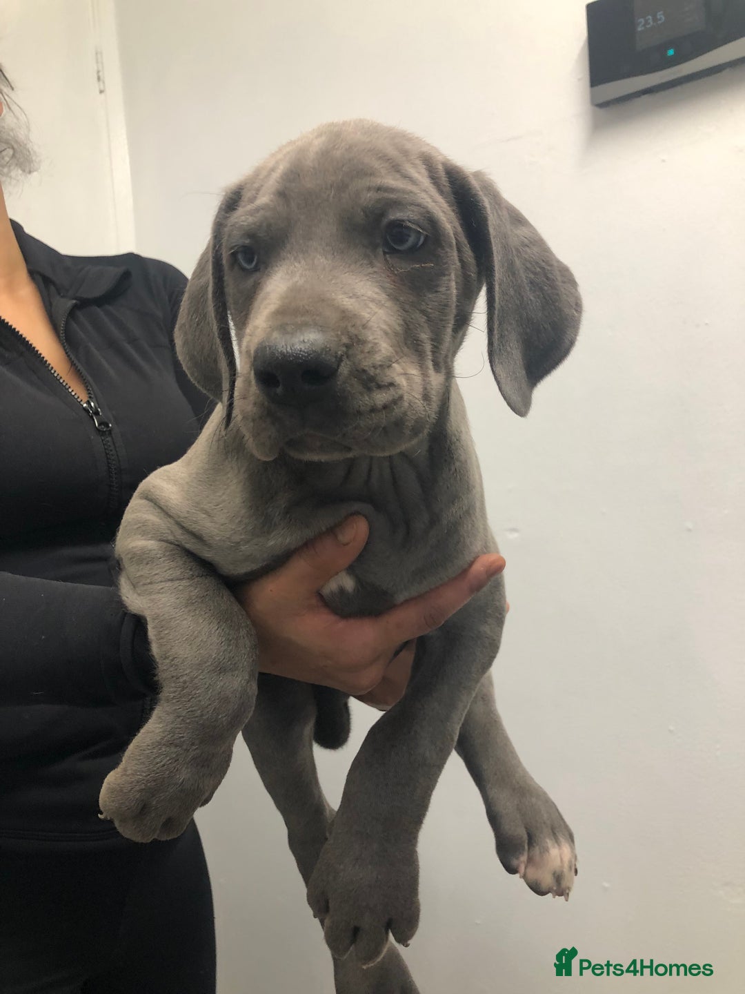 Great Dane dogs for sale: Great Dane puppies waiting list open  - Advert 12