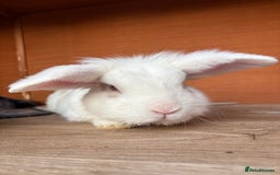 Mixed Breed rabbits for sale: Rabbits for adoption - Image 1