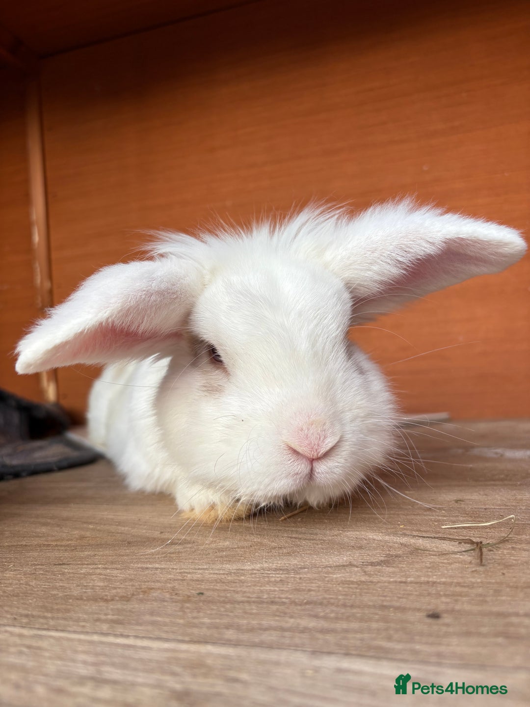 Mixed Breed rabbits for sale: Rabbits for adoption - Image 1