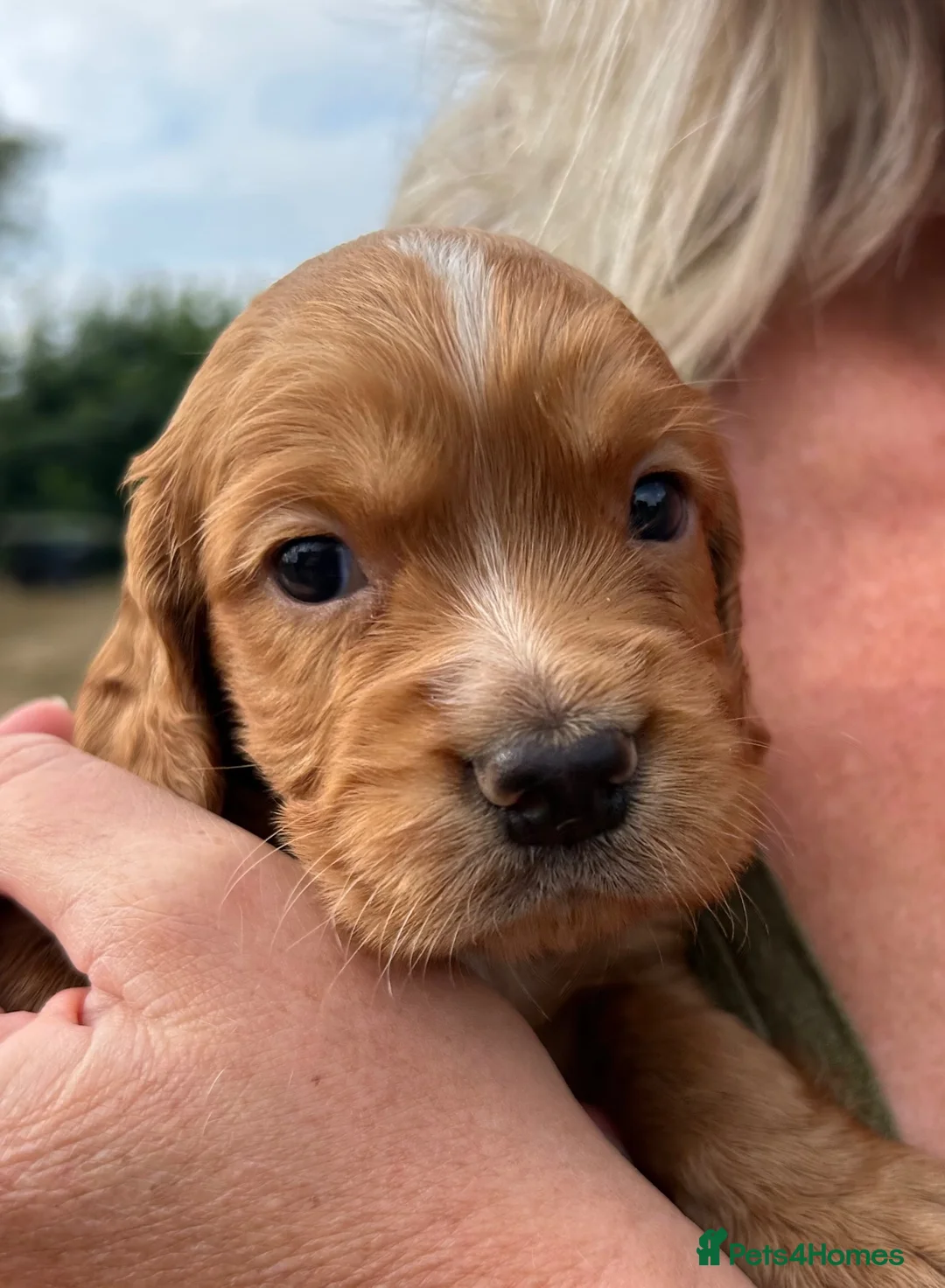 Cocker Spaniel dogs for sale: Healthy working cocker spaniels  - Advert 6