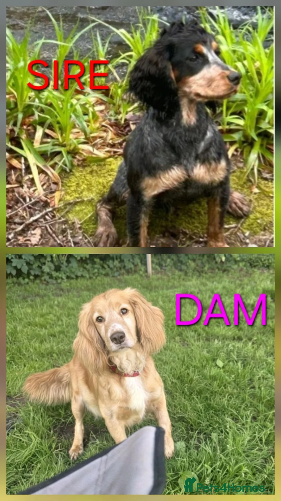 Cocker Spaniel dogs for sale: KC Reg health tested working cocker spaniels - Advert 11
