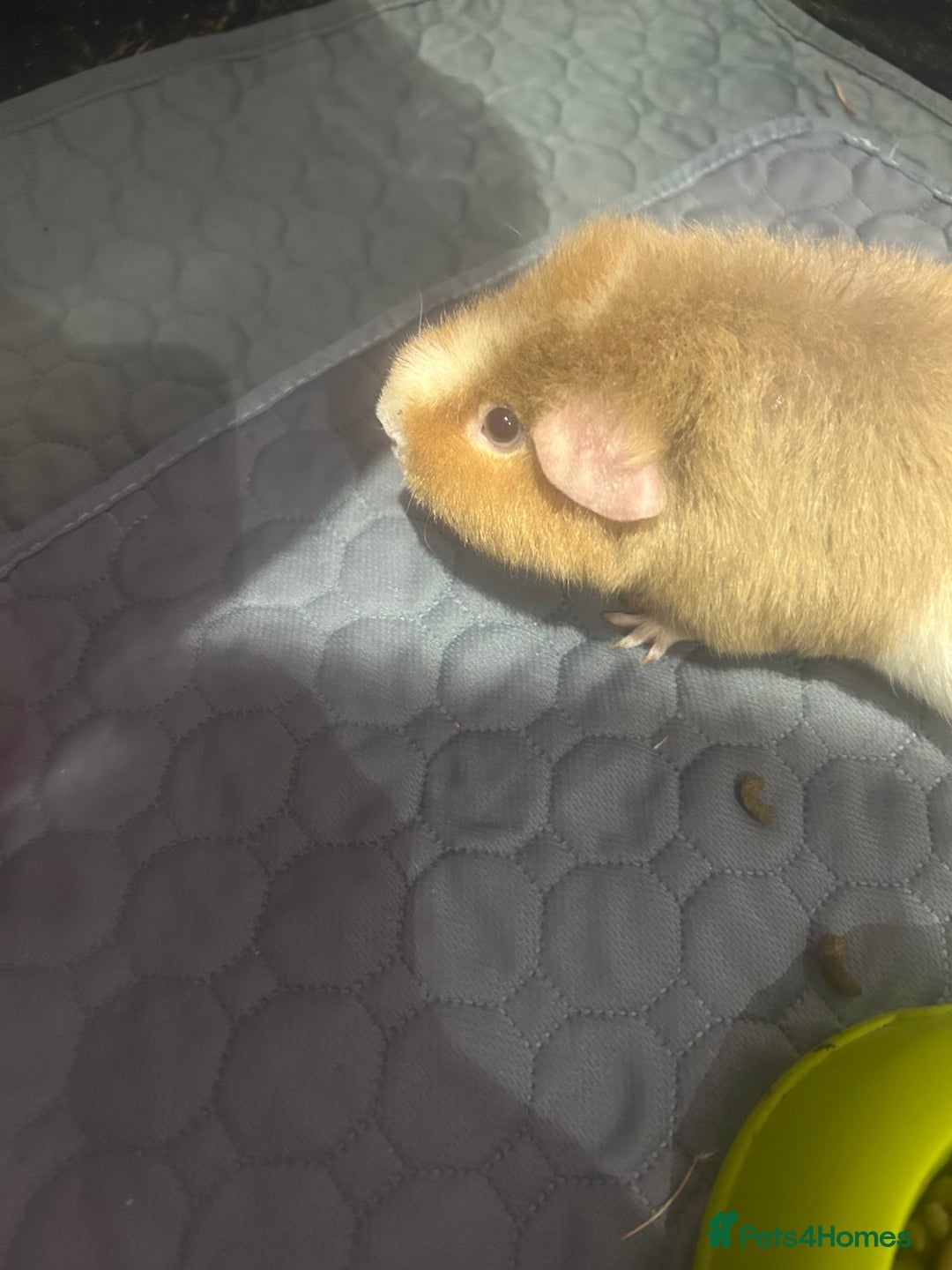 Guinea Pig rodents for sale: Two female guinea pigs needing a loving home  - Advert 4