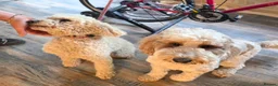 Labradoodle dogs for stud: Mr Lover Lover -"Bandit" Stunning Mini Doodle STUD - Advert 2