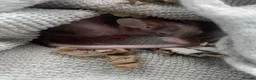 Mouse rodents for sale: 8 week old fuzzy male mouse - Advert 2