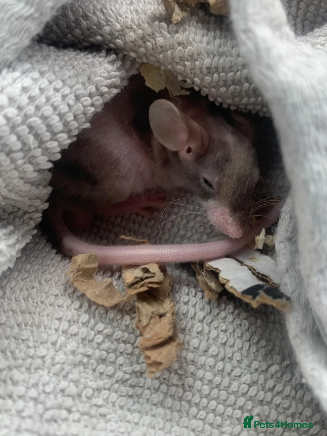Mouse rodents for sale: 8 week old fuzzy male mouse - Advert 2