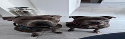 Staffordshire Bull Terrier dogs for sale: Blue Staffordshire Bull Terrier Puppies - Advert 6