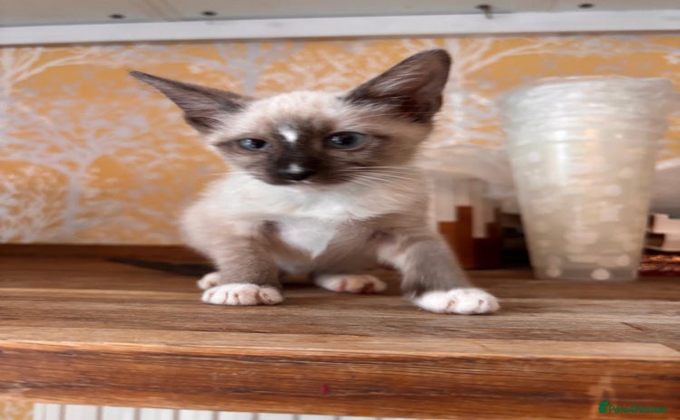 Siamese cats - Advert 1
