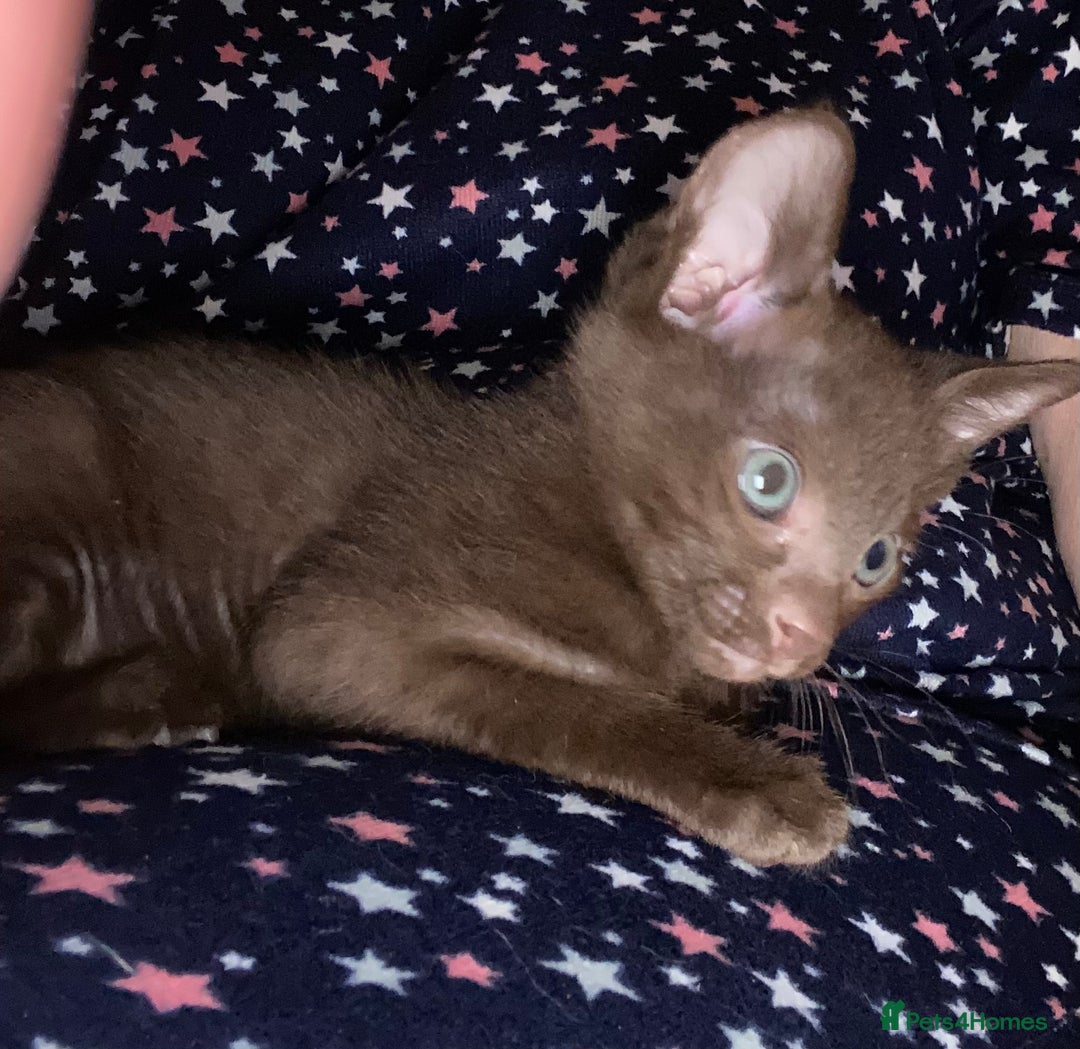 Suffolk cats for sale: Suffolk Chocolate Female Kitten - Advert 7