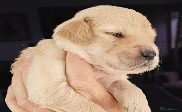 Golden Retriever dogs - Advert 5