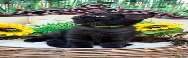 British Shorthair Black with Choc Shade