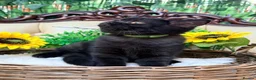 British Shorthair cats for sale: 🩵Fluffy British Shorthair🩵BOY - Advert 28
