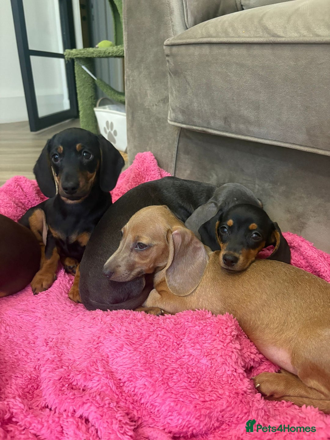 Miniature Dachshund dogs for sale: Little miniature dachshund  - Advert 5