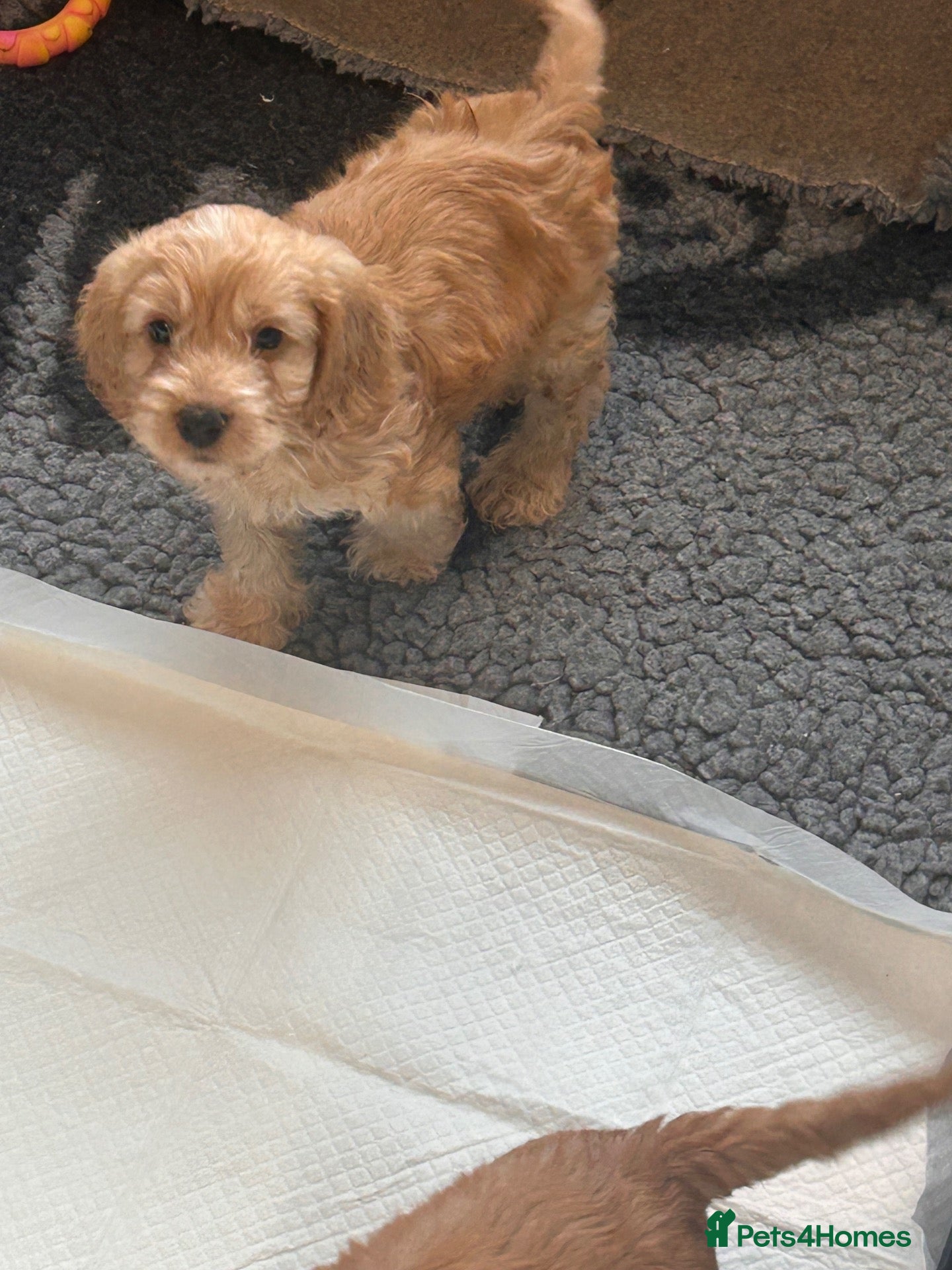Cockapoo dogs Gorgeous cockapoo pups - ready now  - Advert 4