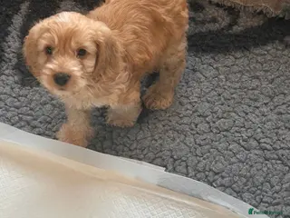 Cockapoo dogs Gorgeous cockapoo pups - ready now - Advert 4