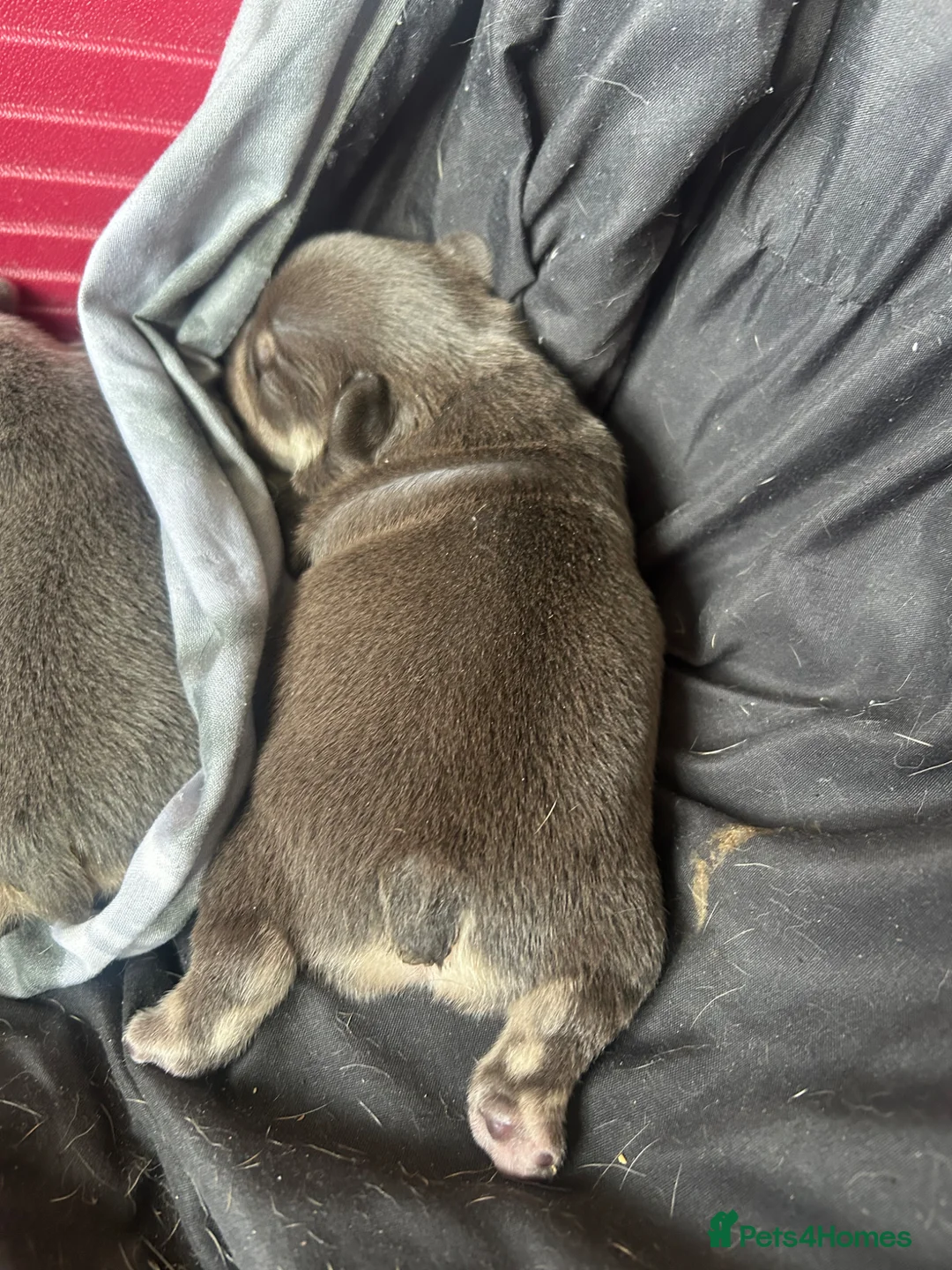 French Bulldog dogs for sale: Quality French bull dogs pups 💙💙💙🩷🩷🩷 - Advert 16