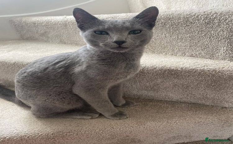 Russian Blue cats - Advert 3