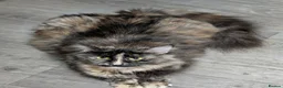 Maine Coon cats for sale: Maine Coon kittens  - Advert 3