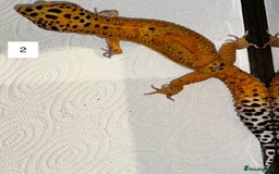 Leopard Gecko reptiles for sale: Male Leopard Gecko  - Image 1
