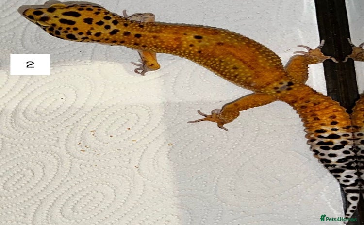 Leopard Gecko reptiles - Advert 6