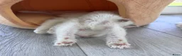 Ragdoll cats for sale: ✨ Beautiful GCCF Registered Ragdoll Kittens ✨ - Advert 8
