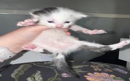 Domestic Shorthair cats for sale: 2x female domestic shorthair kittens - Image 9