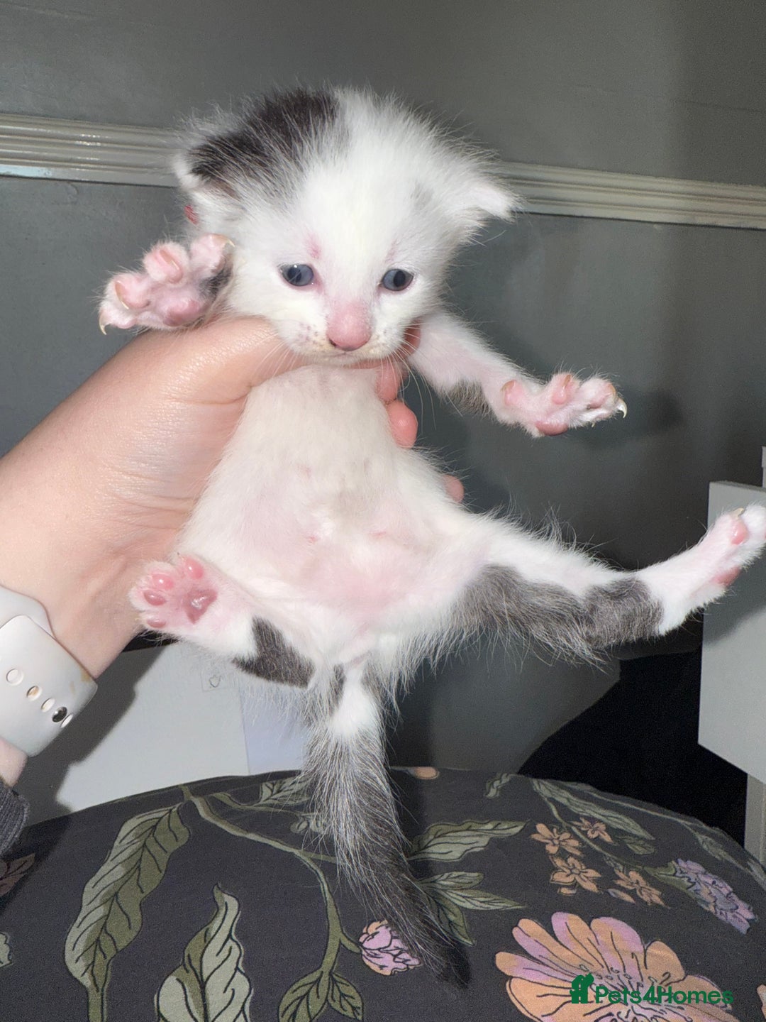 Domestic Shorthair cats for sale: 2x female domestic shorthair kittens - Image 9
