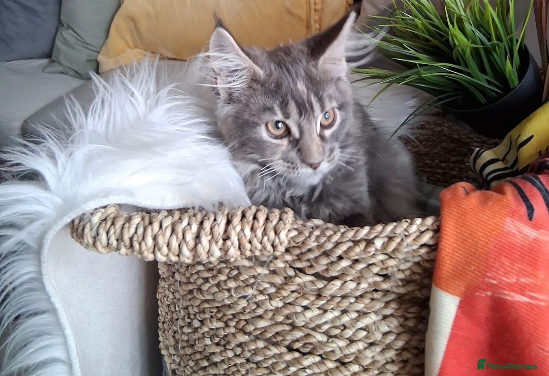 Maine Coon cats for sale: MAINE COON XL purebred registered active - Image 22