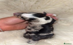 Chiweenie dogs for sale: Gorgeous Mini Dachshund X Puppies🐾 - Image 1