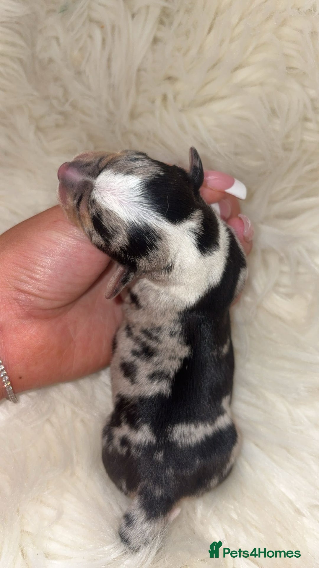 Chiweenie dogs for sale: Gorgeous Mini Dachshund X Puppies🐾 - Image 1