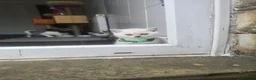 British Shorthair cats for sale: BSH kittens  - Advert 9