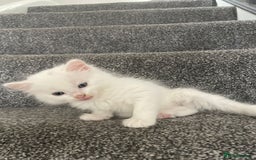 British Shorthair cats for sale: White SHD Kittens for sale - Image 6