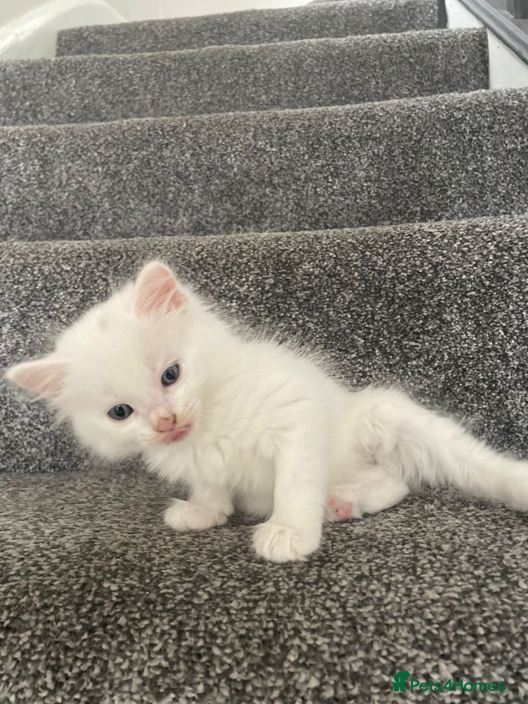 British Shorthair cats for sale: White SHD Kittens for sale - Image 6