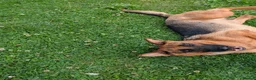 German Shepherd dogs for sale: A beautiful Skye  - Advert 4